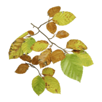 Fagus sylvatica